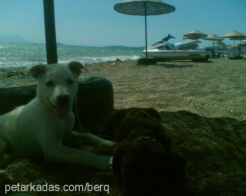 LiköR Dişi Labrador Retriever