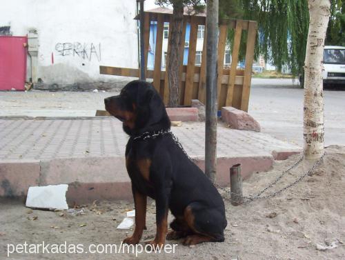 atlas Erkek Rottweiler