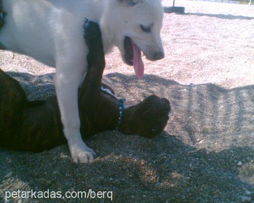 LiköR Dişi Labrador Retriever