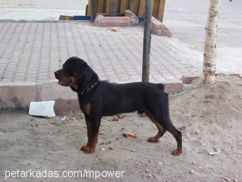 atlas Erkek Rottweiler