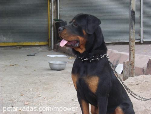 atlas Erkek Rottweiler