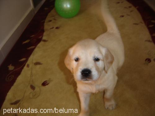 köpüş Dişi Golden Retriever