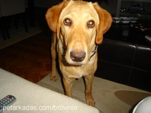 Brownie Erkek Labrador Retriever