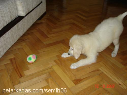 tarçın Dişi Golden Retriever