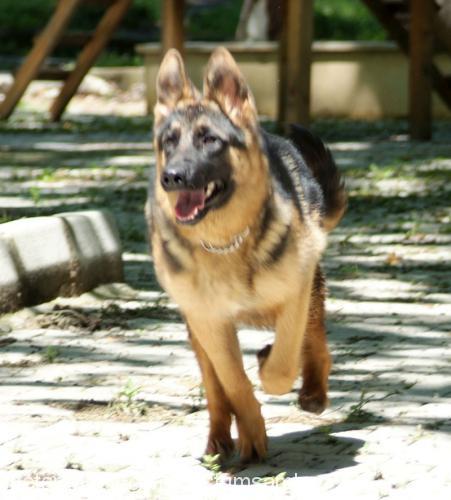 ŞEKER Dişi Alman Çoban Köpeği