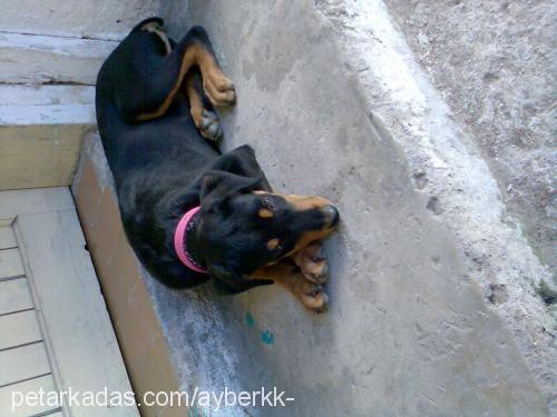 TİN@ Dişi Rottweiler