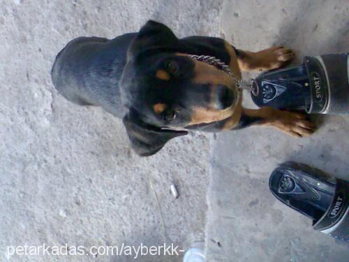 TİN@ Dişi Rottweiler