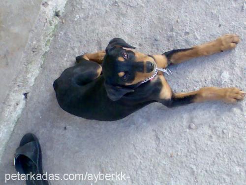 TİN@ Dişi Rottweiler