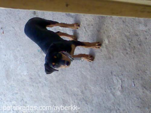 TİN@ Dişi Rottweiler