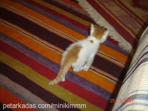 minnoş Dişi Ankara Kedisi (Angora)