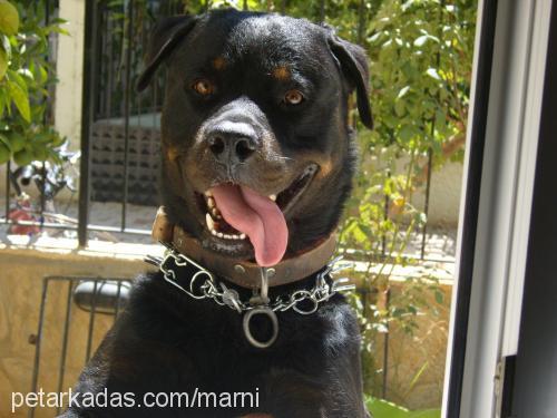 bébé Erkek Rottweiler