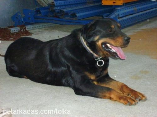 Efe Erkek Rottweiler