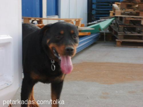 Efe Erkek Rottweiler