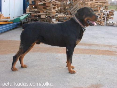 Efe Erkek Rottweiler