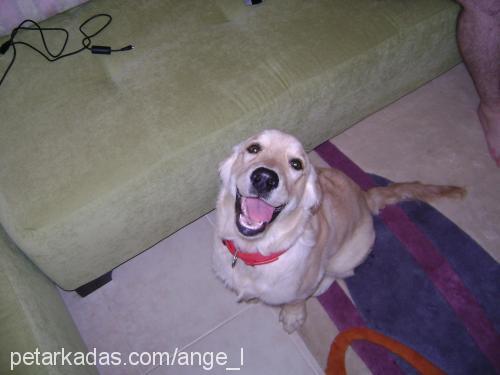 ANGEL Dişi Golden Retriever