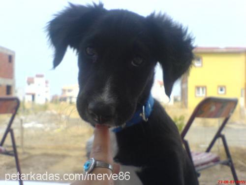 boncuk Erkek Border Collie