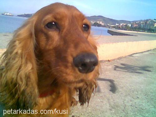 daisy Dişi İngiliz Cocker Spaniel