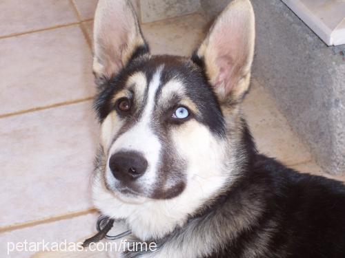 alex Erkek Sibirya Kurdu (Husky)