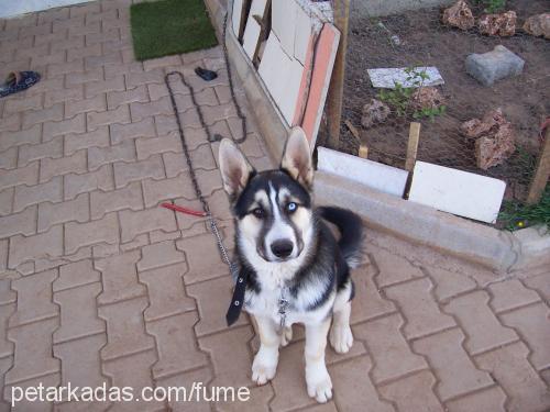 alex Erkek Sibirya Kurdu (Husky)