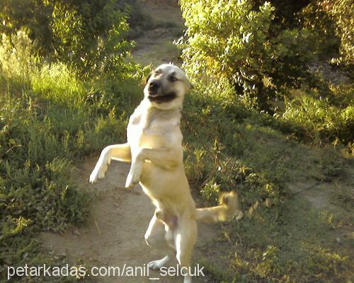 duman Erkek Katalan Çoban Köpeği