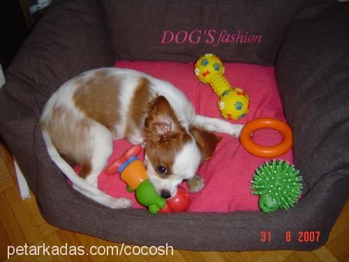 cocosh Dişi Cavalier King Charles Spanieli