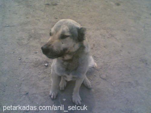 HERKÜL Erkek Kangal