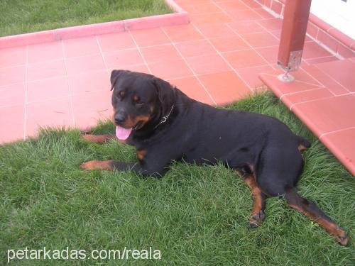 Dost Erkek Rottweiler