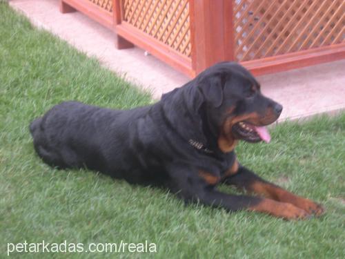 Dost Erkek Rottweiler