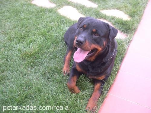 Dost Erkek Rottweiler