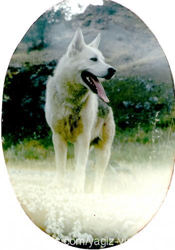 gumus Erkek Alaskan Malamute