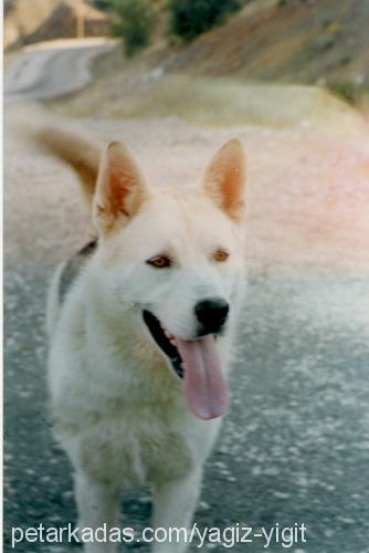 gumus Erkek Alaskan Malamute