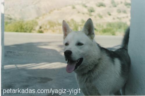 gumus Erkek Alaskan Malamute