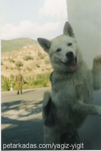 gumus Erkek Alaskan Malamute