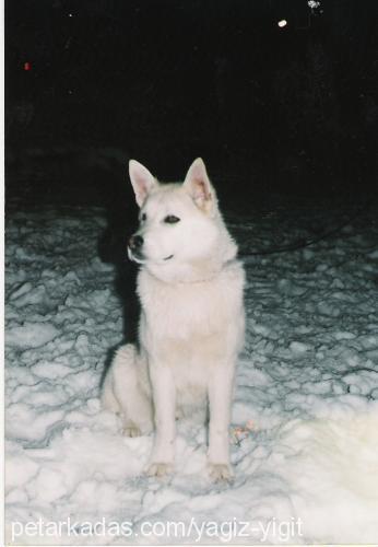 gumus Erkek Alaskan Malamute