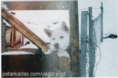 gumus Erkek Alaskan Malamute