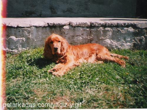 KRAL Erkek İngiliz Cocker Spaniel