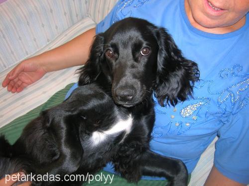 poly Dişi İngiliz Cocker Spaniel