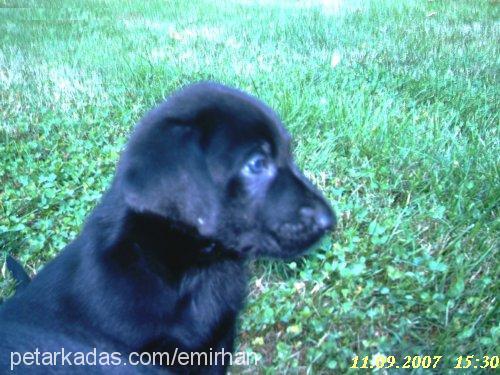 *£nW Erkek Labrador Retriever