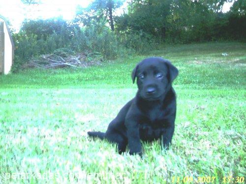 *£nW Erkek Labrador Retriever