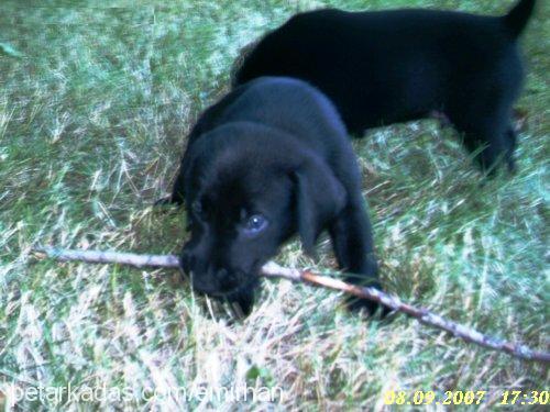 *£nW Erkek Labrador Retriever