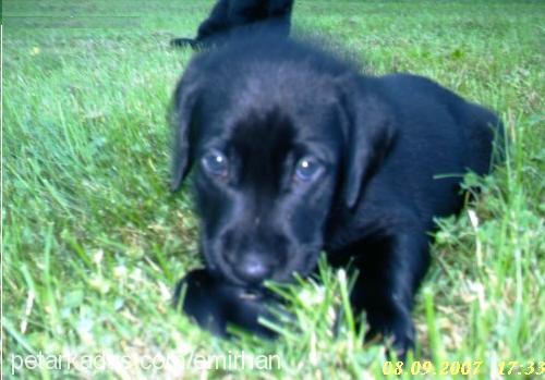 *£nW Erkek Labrador Retriever