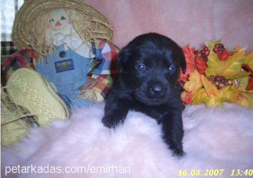 *£nW Erkek Labrador Retriever