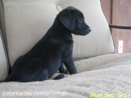 *£nW Erkek Labrador Retriever