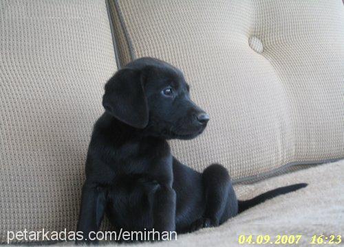 *£nW Erkek Labrador Retriever