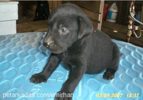 *£nW Erkek Labrador Retriever