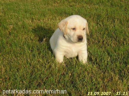 *TyS Erkek Labrador Retriever