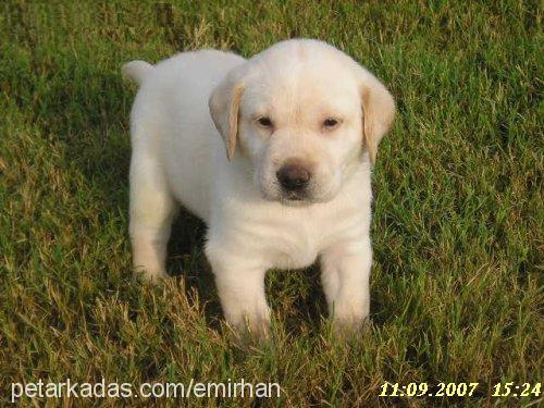 *TyS Erkek Labrador Retriever