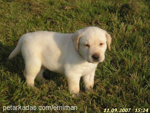 *TyS Erkek Labrador Retriever