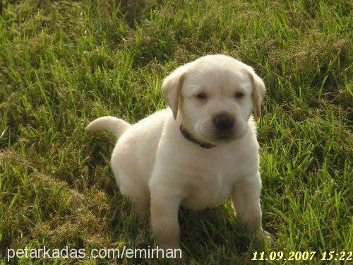 *TyS Erkek Labrador Retriever