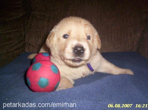 *TyS Erkek Labrador Retriever